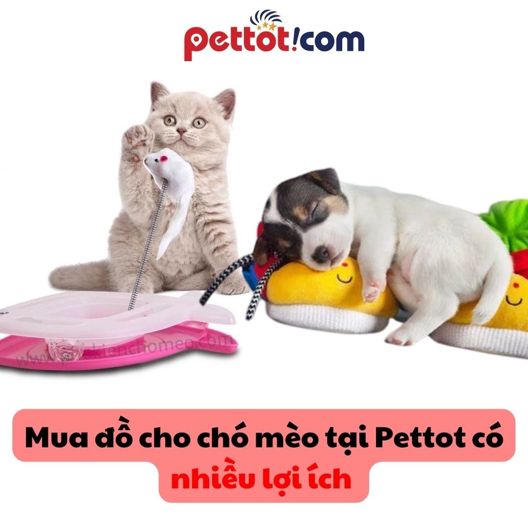 Mua đồ cho chó mèo tại Pettot với nhiều lợi ích có thể nhìn rõ - Bán buôn đồ chó mèo