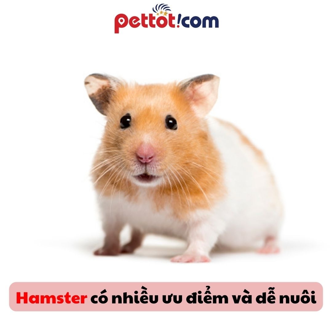 Cách cho hamster ăn khi nuôi tại nhà