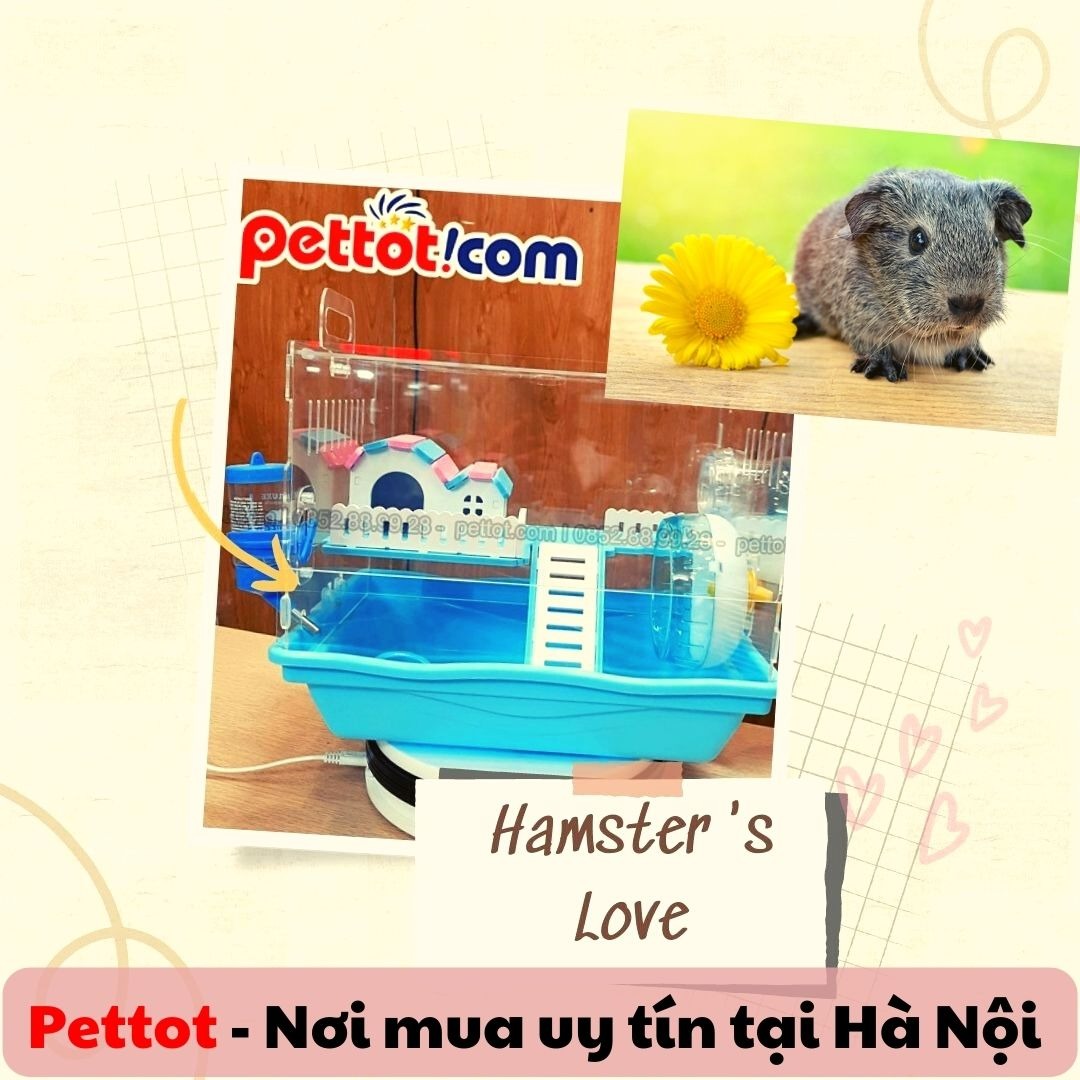 Nơi mua uy tín tại Hà Nội và có giao hamster tận nhà