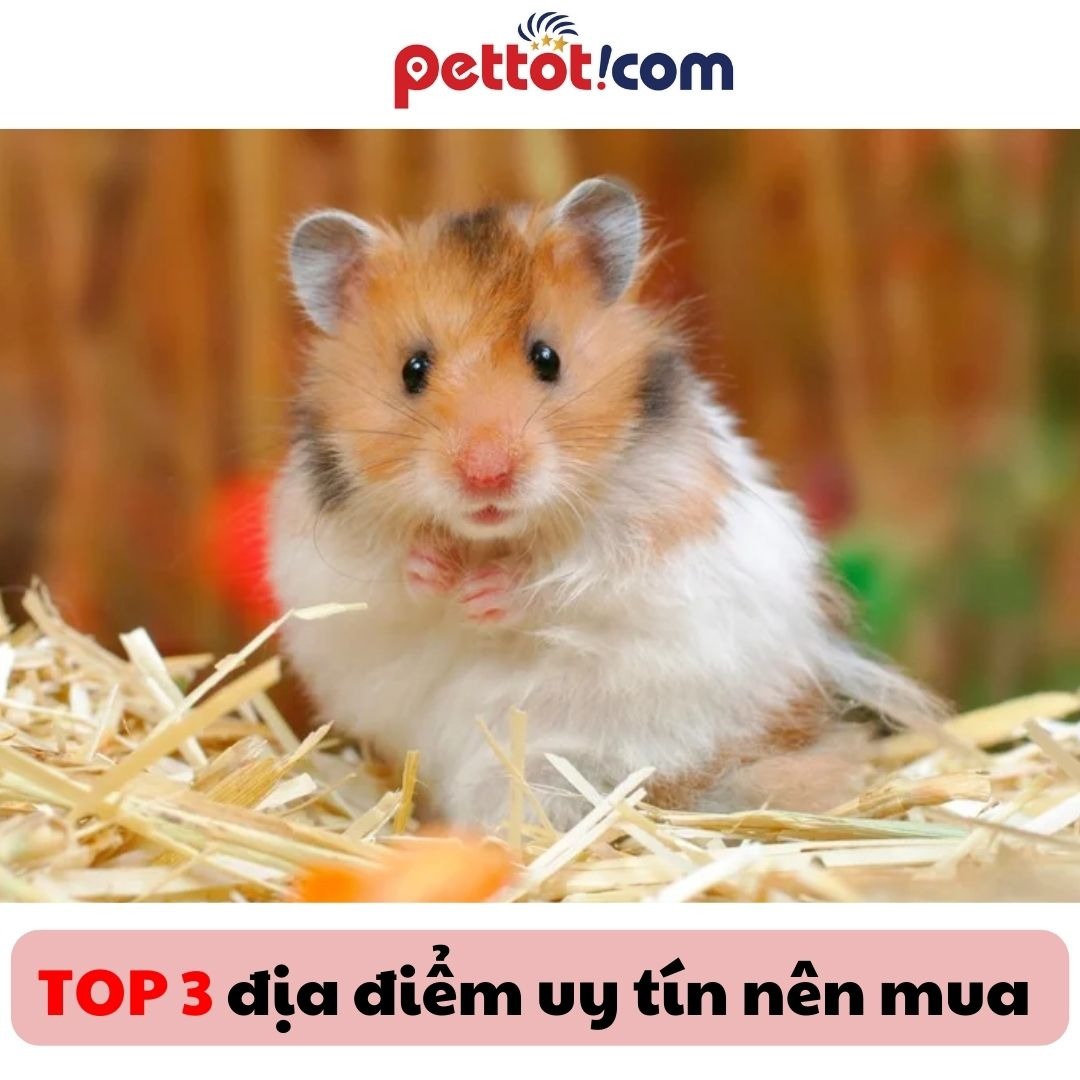2. TOP 3 shop bán chuột hamster giao hàng tận nơi uy tín tại Hà Nội hiện nay