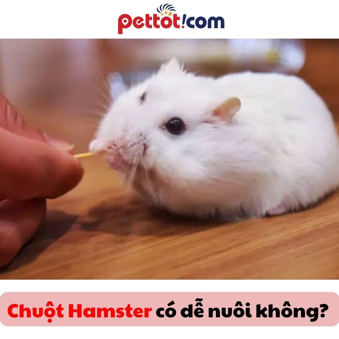 Chuột Hamster có dễ nuôi không? Có phù hợp với bạn không - Shop bán chuột Hamster giao hàng tận nơi