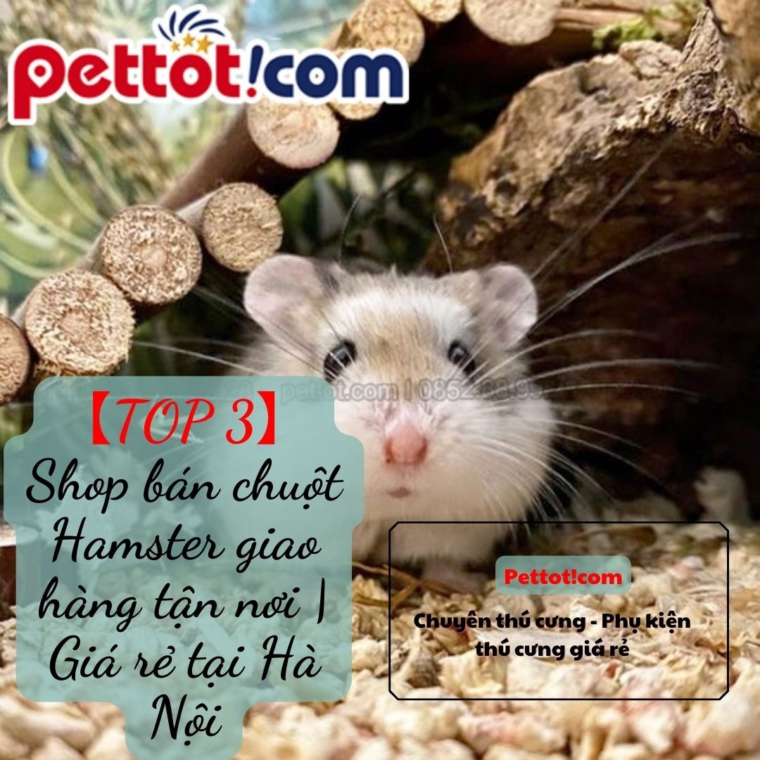 【TOP 3】Shop bán chuột Hamster giao hàng tận nơi | Giá rẻ tại Hà Nội