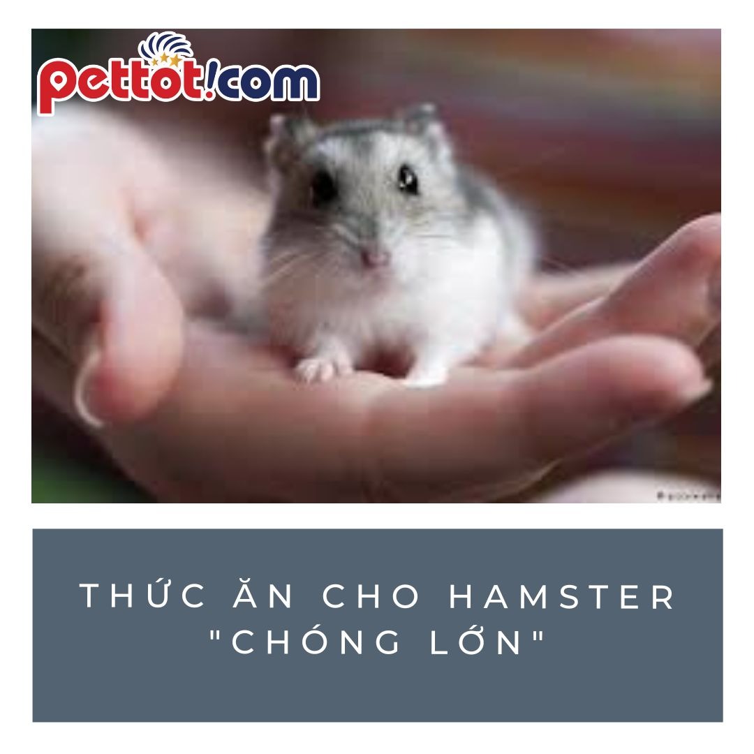 Bật mí một số loại thức ăn cho bé hamster "chóng lớn" - bán chuột hamster