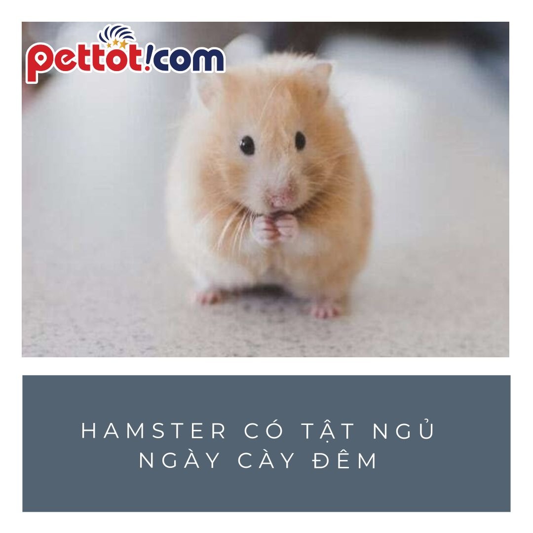 Tập tính sống của bé hamster - bán chuột hamster