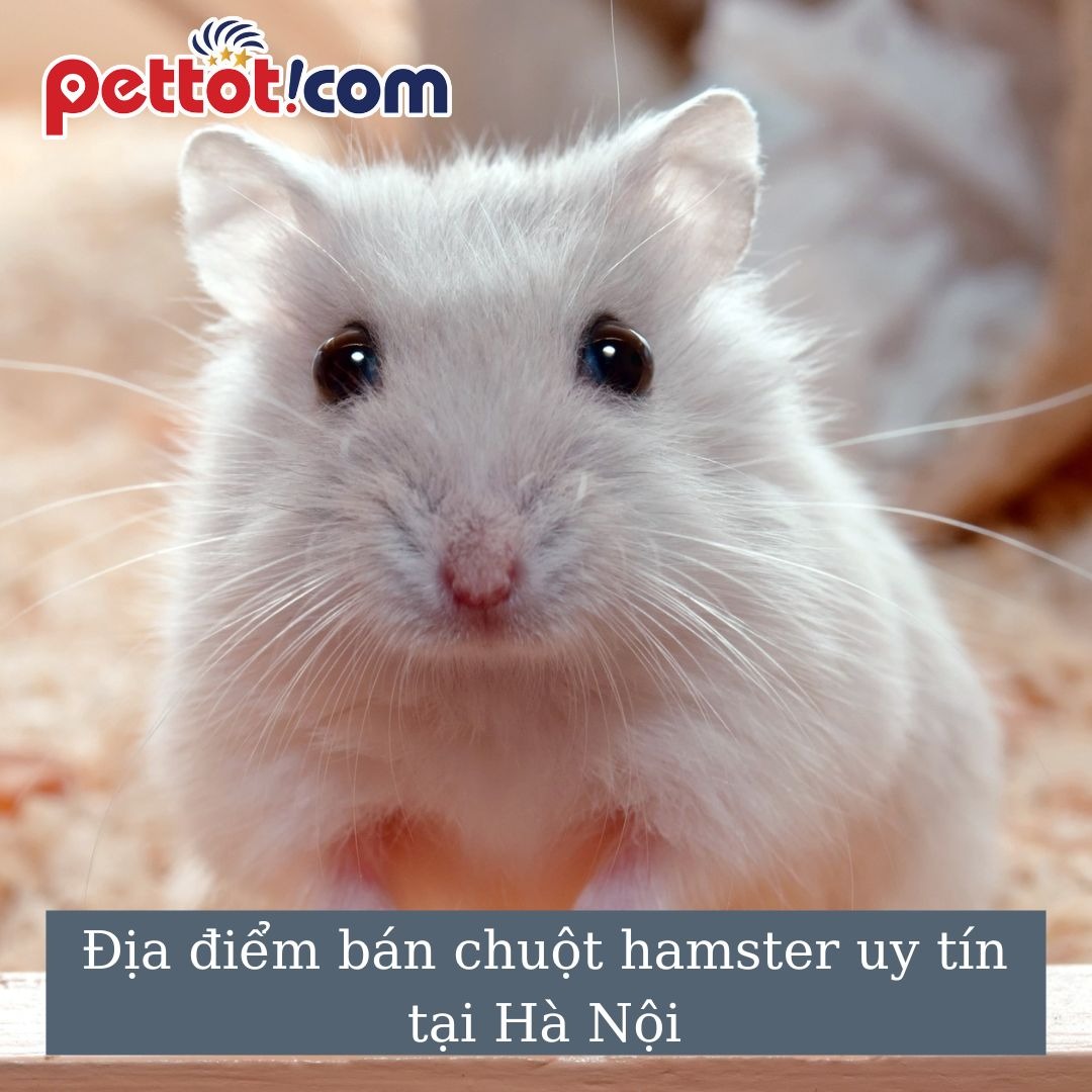 Lựa chọn bán chuột hamster với cái tâm của người làm nghề
