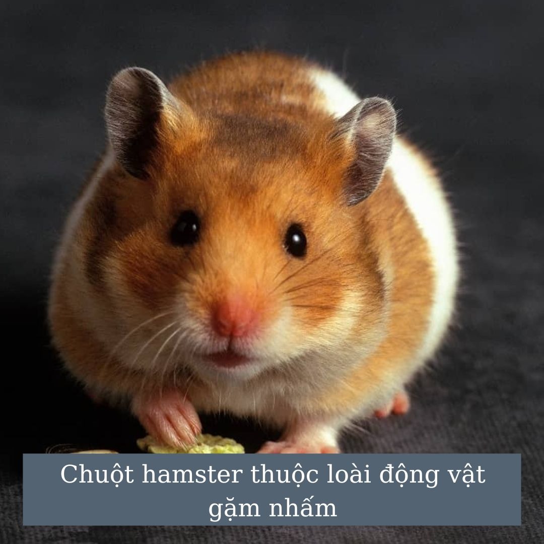Chuột hamster thuộc loài động vật gặm nhấm - bán chuột hamster