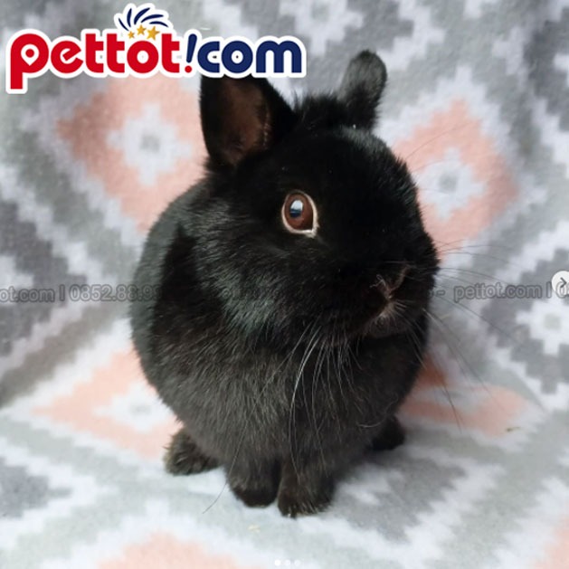 Cam kết của pettot.com về Thỏ kiểng tai cụp minilop - ĐẶC ĐIỂM CỦA THỎ tai cụp MINILOP