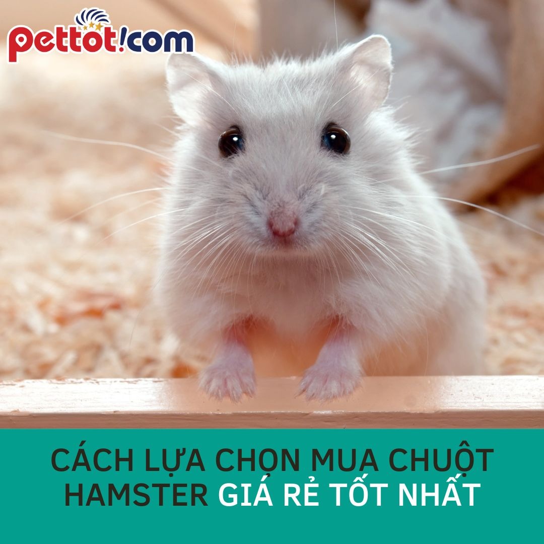 Cách lựa chọn mua chuột hamster giá rẻ tốt nhất