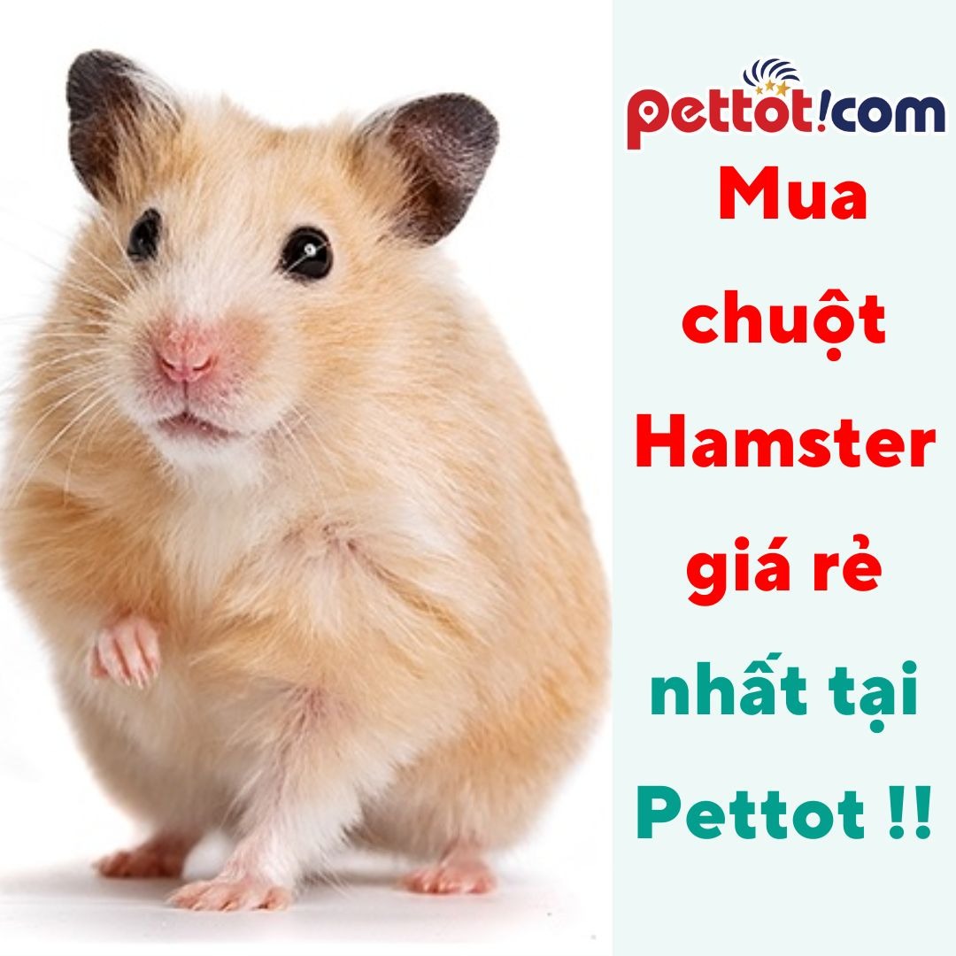 Chuột hamster có đắt không? Mua chuột Hamster giá rẻ nhất !!