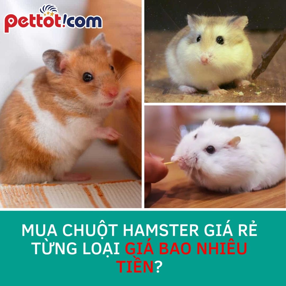 Mua chuột hamster giá rẻ từng loại giá bao nhiêu tiền?