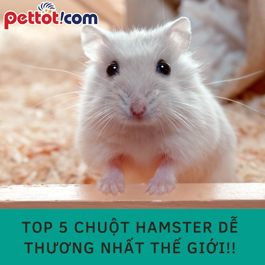 Top 5 chuột hamster dễ thương nhất thế giới!!
