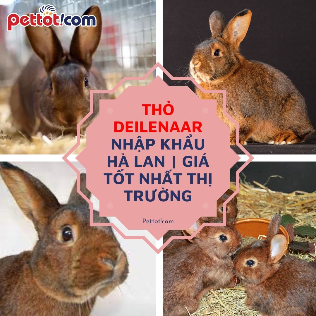 Tìm hiểu cụ thể về loài thỏ tai to Deilenaar
