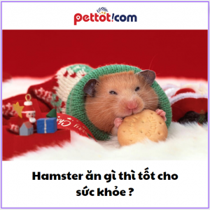 Hamster nên ăn thì tốt cho sức khỏe - thức ăn hamster giá sỉ