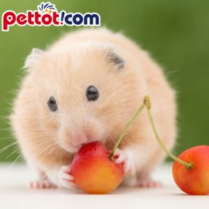 chuột hamster ăn gì