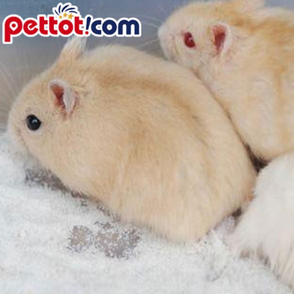 TOP 4 loại chuồng hamster to giá tốt nhất hiện nay!!