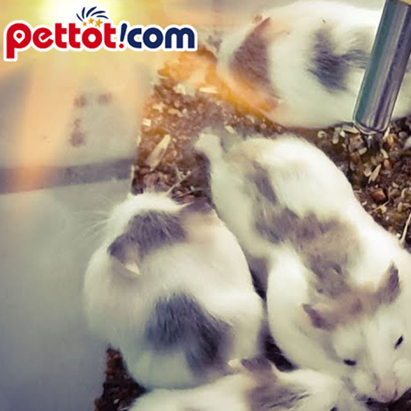 Cách phòng bệnh cho chuột hamster khi nuôi- cách nuôi chuột hamster