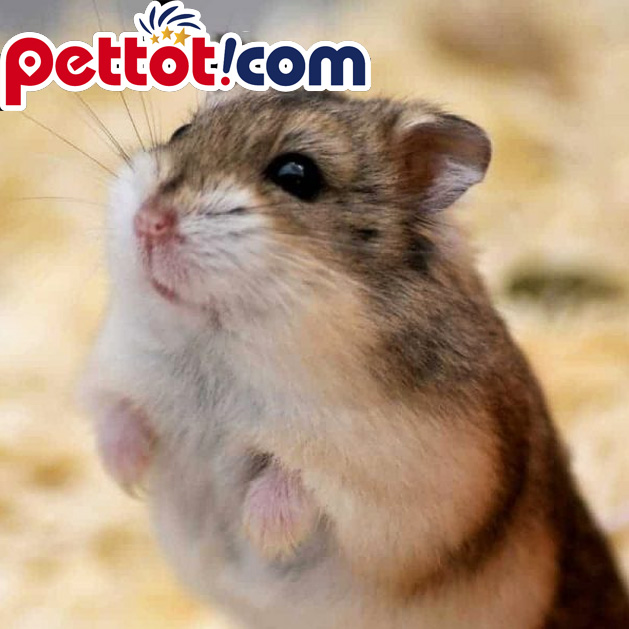 Tổng quan về chuột Hamster - Chuột hamster ăn gì