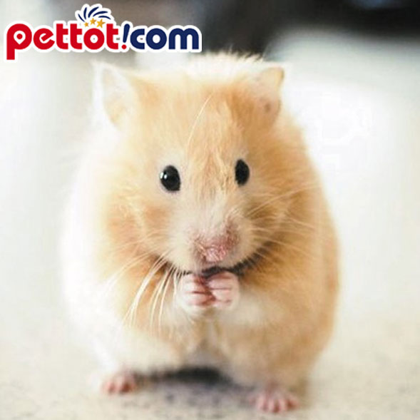 1. Dấu hiệu nhận biết chuột hamster dễ chết 