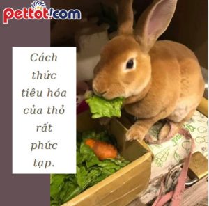 Cách thức tiêu hóa thức ăn của thỏ - Khả ăng tiêu hóa của thỏ