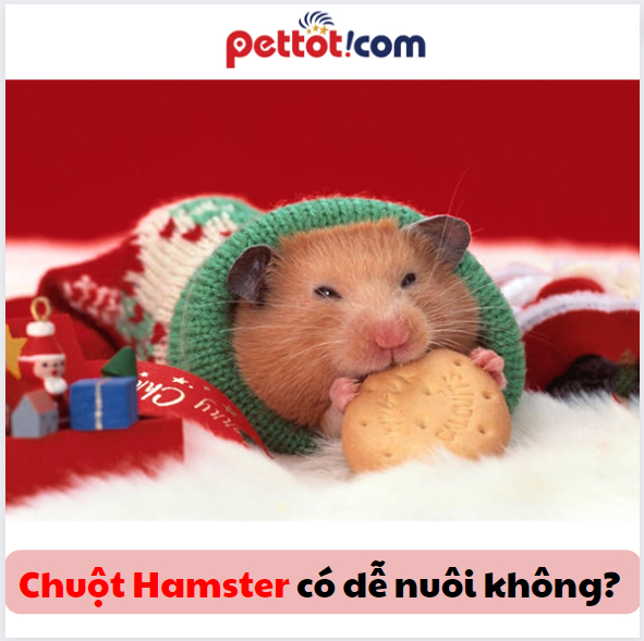 Chuột hamster dễ nuôi không?[Bật mí cách thuần hóa]