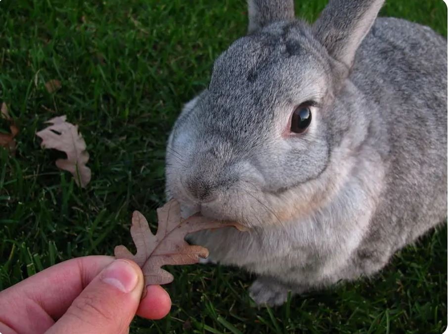 2. Đặc điểm nổi bật của thỏ Chinchilla khổng lồ