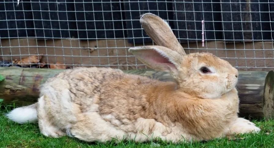 3.3. Bạn có thể biến thỏ khổng lồ Flemish thành một chú thỏ nhà.