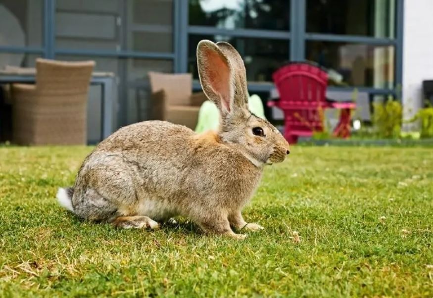 đặc điểm của con thỏ Flemish để có cách chăm sóc tốt nhất.