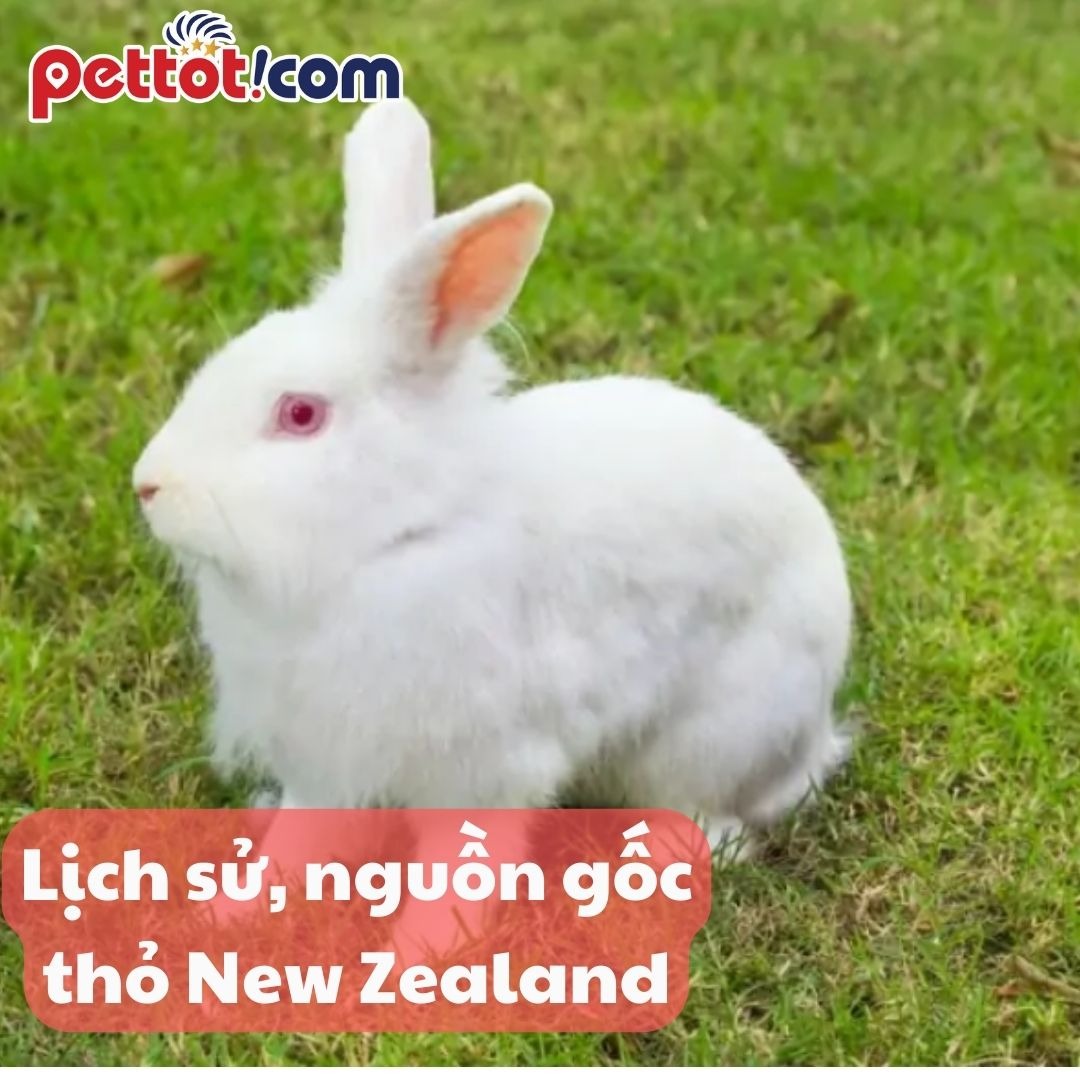 Lịch sử và nguồn gốc của Thỏ New Zealand