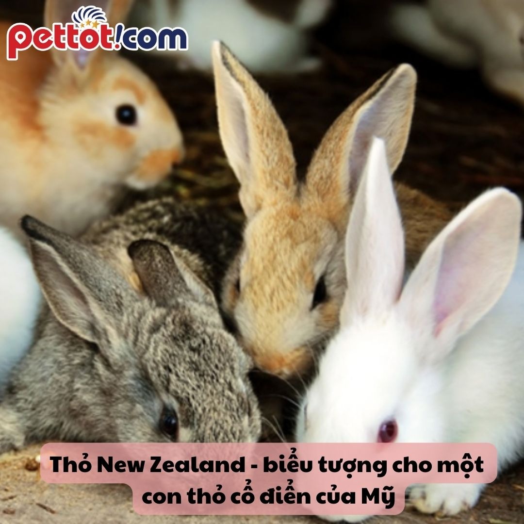 Đặc điểm nổi bật của thỏ New Zealand