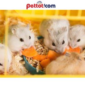 Cách tắm cho chuột hamster siêu dễ