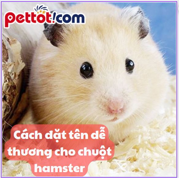 Cách đặt tên dễ thương cho chuột hamster hay nhất