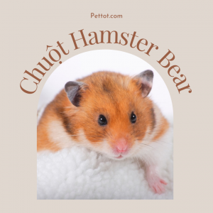 Chuột Hamster bear