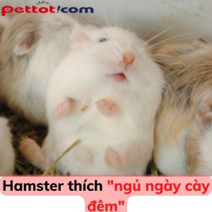 Mua chuột hamster Online