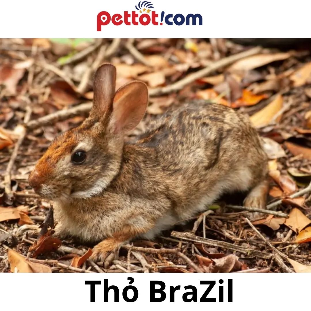 Giống thỏ Brazil có Đắt không? Giá cụ thể bao nhiêu?