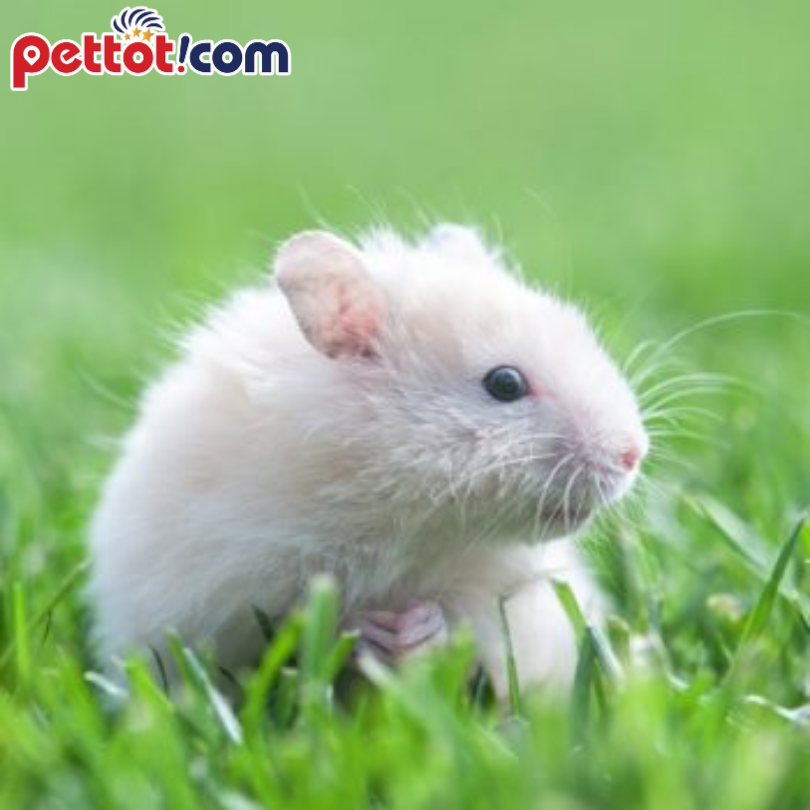 2. Chuột hamster bear giá bao nhiêu tiền?