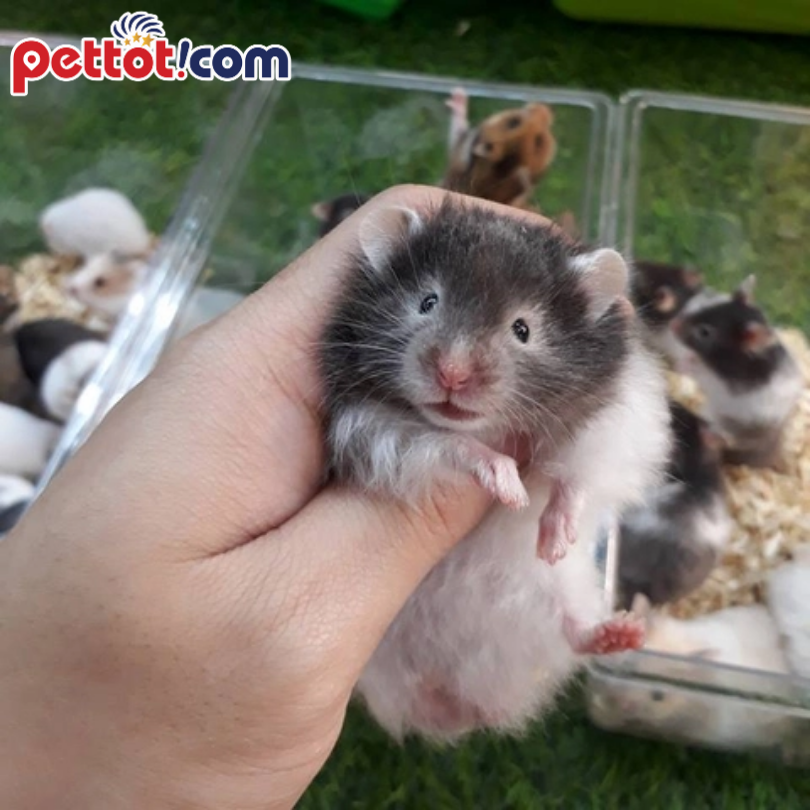 Chuột Hamster bear - Lồng nuôi 