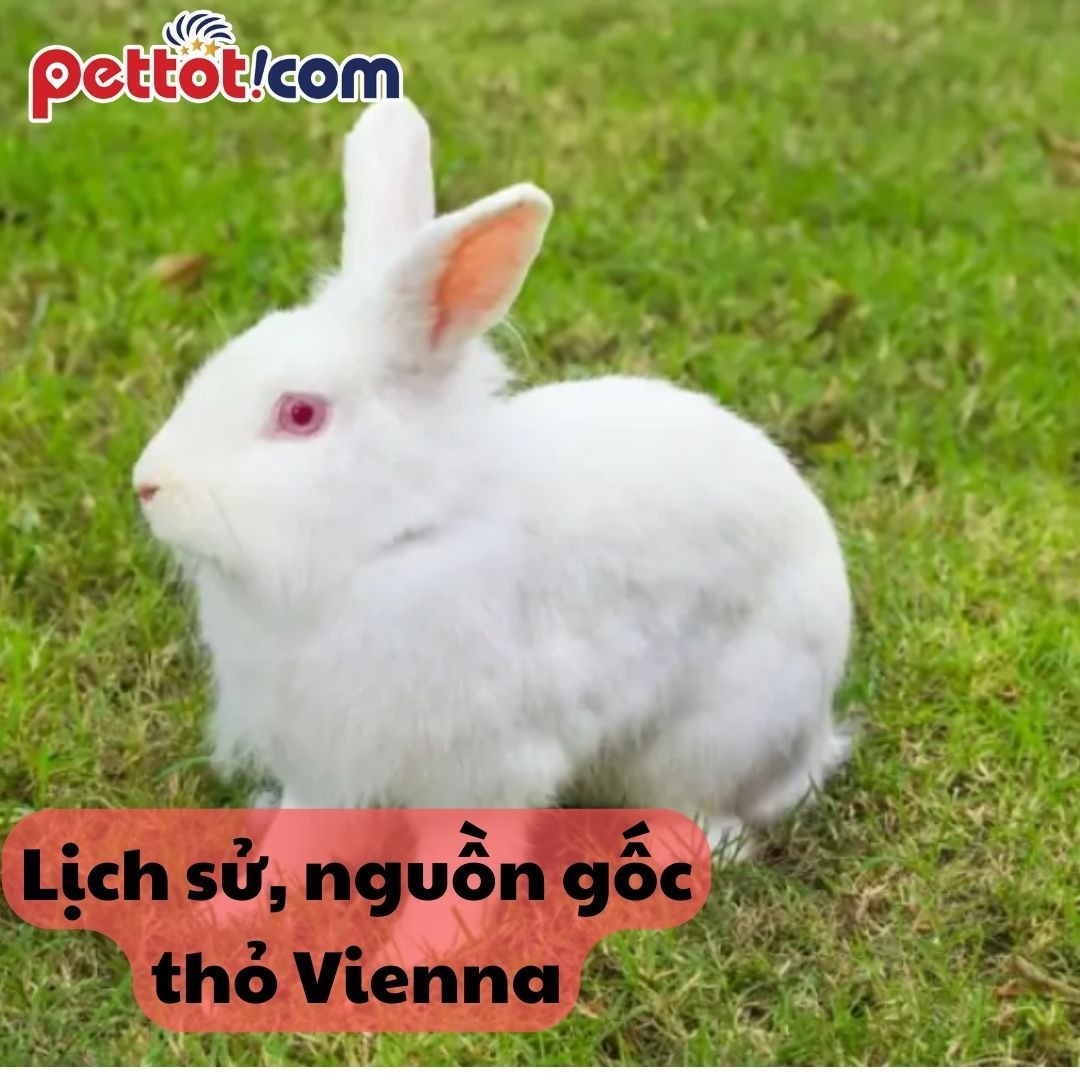 Lịch sử và nguồn gốc của giống thỏ Vienna (Thỏ Viền trắng)