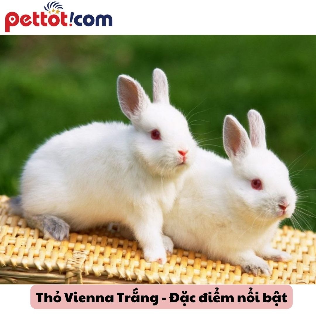 Đặc điểm nổi bật của thỏ Vienna trắng