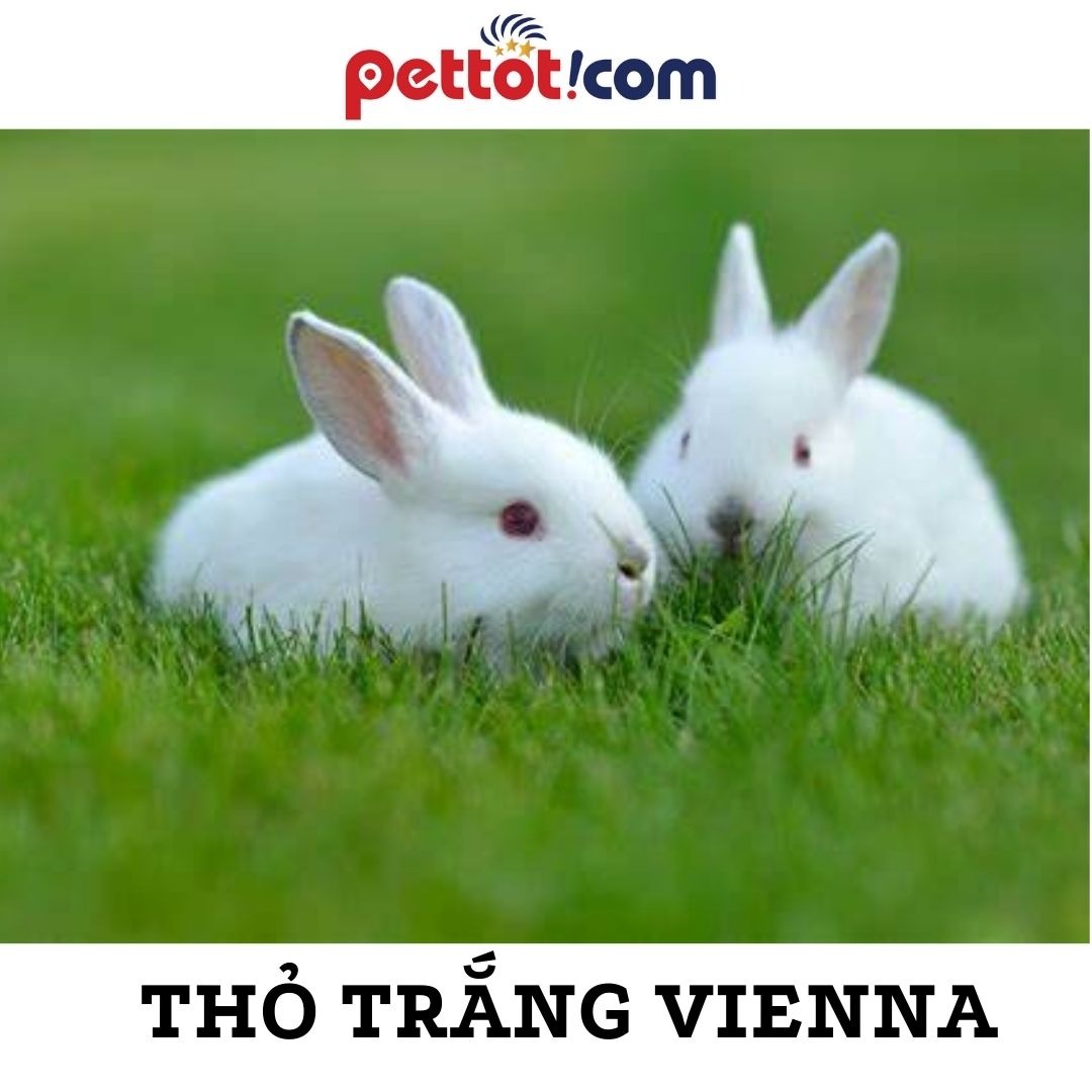 Thông tin về giống thỏ trắng Vienna: Nguồn gốc, Đặc điểm nổi bật, Cách chăm sóc