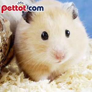 Mua chuột hamster Online