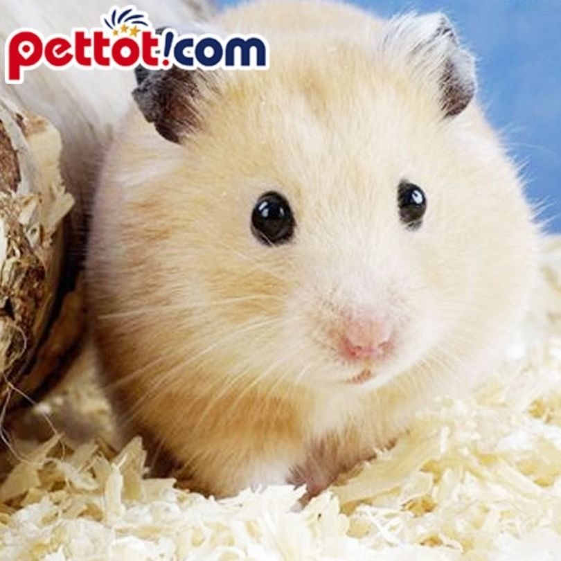 Vì sao chuột Hamster lại được yêu thích? - Mua chuột hamster Online