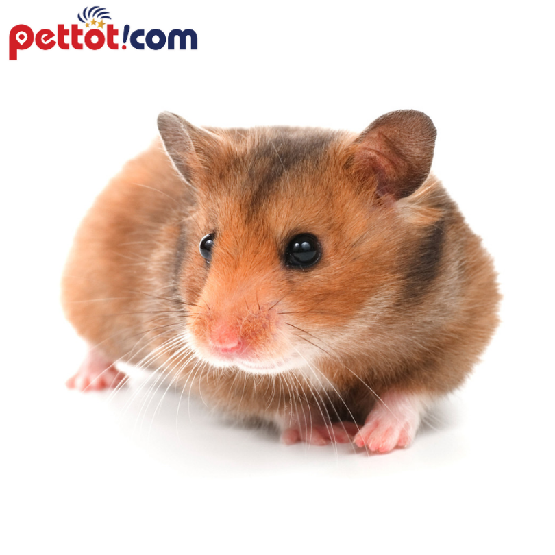 1. Nguồn gốc và đặc điểm chuột hamster bear