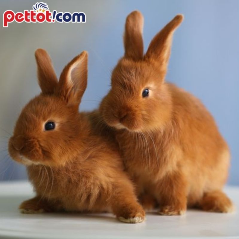 Lợi ích của việc nuôi hai con thỏ đực cùng nhau