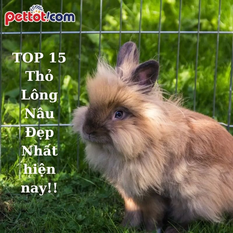 TOP 15 Thỏ Lông Nâu Đẹp Nhất hiện nay!!