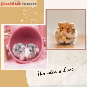 chuột hamster mua ở đâu con giống chất lượng nhất