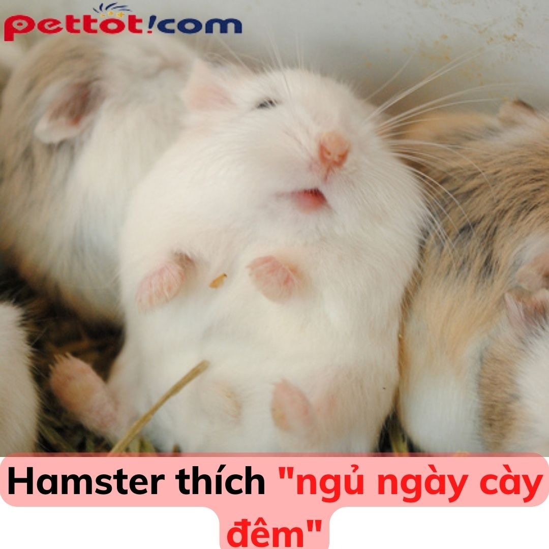 Chuột hamster dễ nuôi không