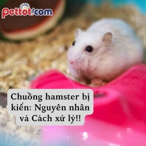 Chuồng hamster bị kiến