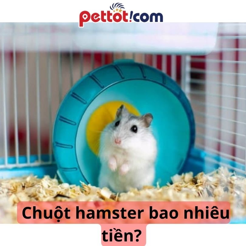 Chuột Hamster bao nhiêu tiền? Cập nhật tổng quan giá 2023 hiện nay\