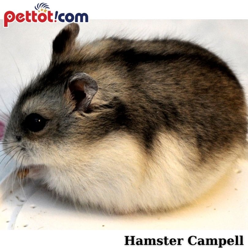 Chuột Hamster Campell bao nhiêu tiền?