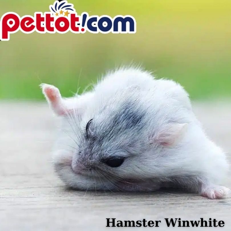 Chuột Hamster Winter White bao nhiêu tiền